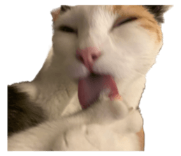 silly calico cat memes รูปที่ 35