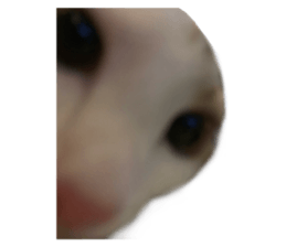 ลายที่ 71