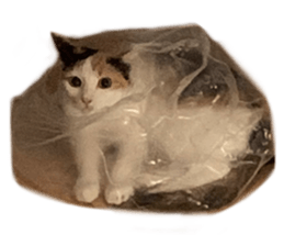silly calico cat memes รูปที่ 37