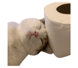 silly calico cat memes รูปที่ 38