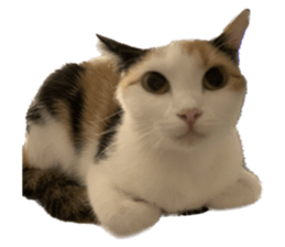 silly calico cat memes รูปที่ 39