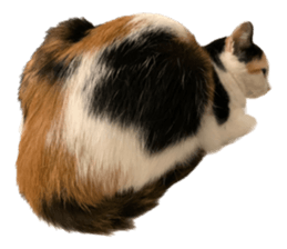 silly calico cat memes รูปที่ 40