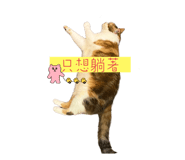 603157366