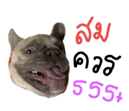 603494645