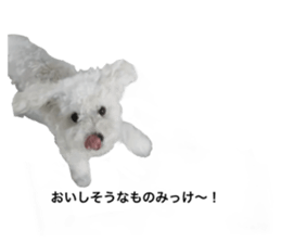 603516005