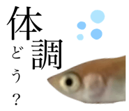603545614