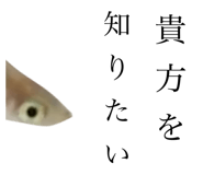 603545619