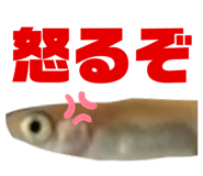 603545633
