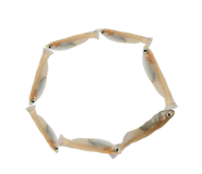 603545638