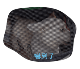 603555445
