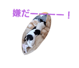 603560041