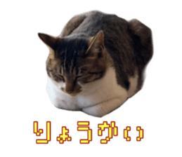 603595803
