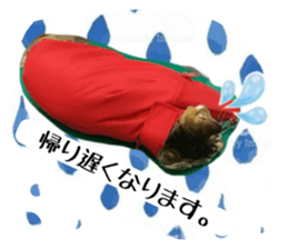 603595816