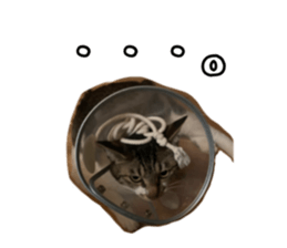 603595821