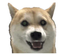 603759100
