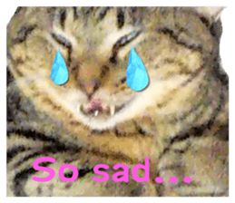 603913213