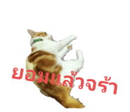 604206063