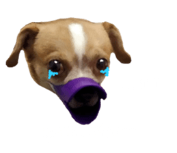 604368007