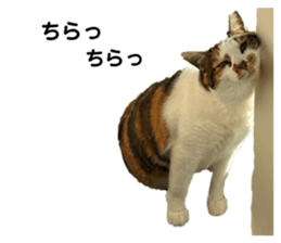 604368225