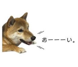 604441437