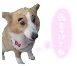 604443856