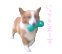 604443864