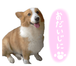 604443869