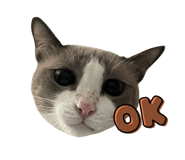 604526570