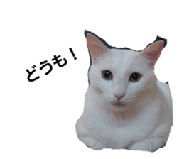604558894