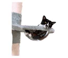 604631495