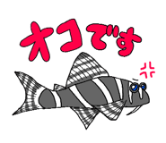 605033898