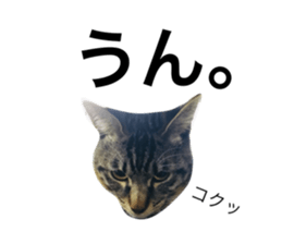 60511738