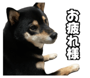 605125044