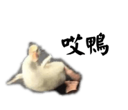 605252496