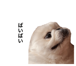 605306421