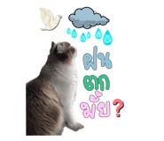 605308239