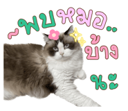 605308243
