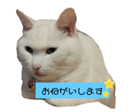 605466858