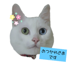 605466868