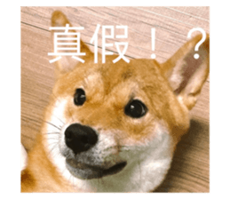 605683250