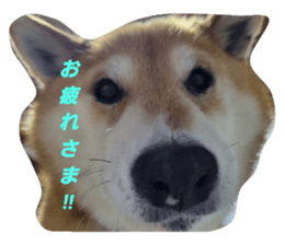 606033341