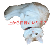 606085407