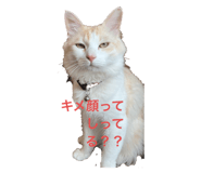 606085408