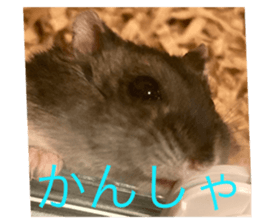 606506920