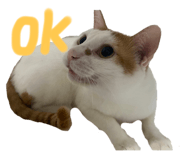 606521723