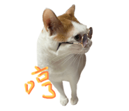 606521731