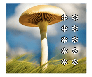 606970031