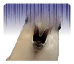 608383664