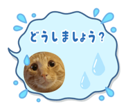 608549408
