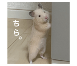 608889904